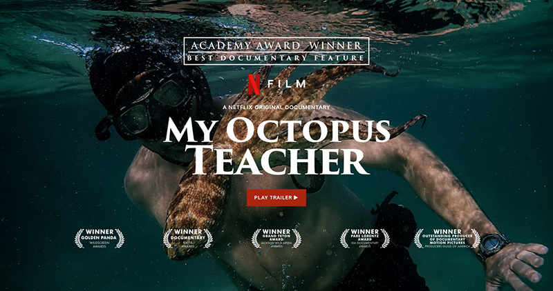 Still from My Octopus Teacher